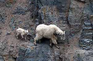 Rocky Mountain Goats at Goat Lick